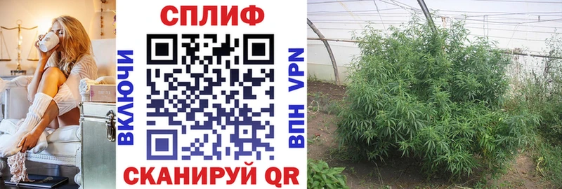 Конопля White Widow  Грозный 